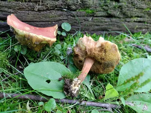 Xerocomellus truncatus (Xerocomellus truncatus), photo