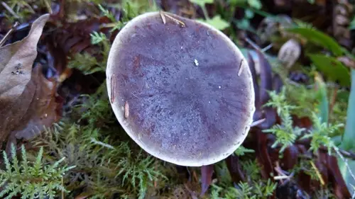 Zeller's Bolete (Xerocomellus zelleri), photo