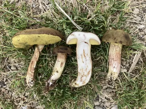 Rusty Bolete (Xerocomus ferrugineus), photo