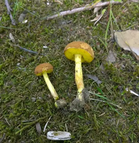 Xerocomus illudens (Xerocomus illudens), photo
