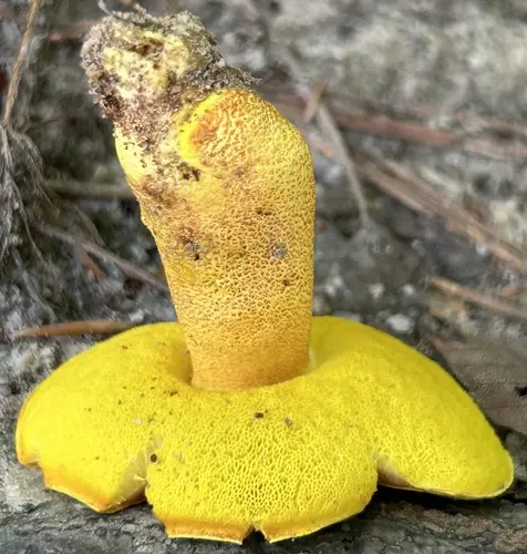 Xerocomus morrisii (Xerocomus morrisii), photo