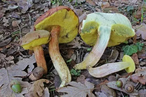 Suede Bolete, Brown And Yellow Bolete, Boring Brown Bolete, Yellow-Cracked Bolete (Xerocomus subtomentosus), photo