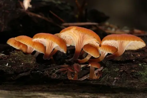 Fuzzy Foot (Xeromphalina campanella), photo