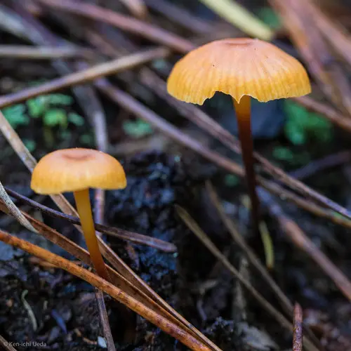 Pinelitter Gingertail (Xeromphalina cauticinalis), photo