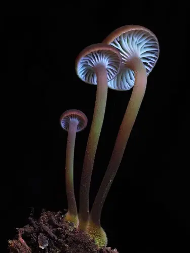 Xeromphalina enigmatica (Xeromphalina enigmatica), photo