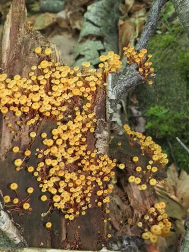 Cross-Veined Troop Mushroom (Xeromphalina kauffmanii), photo