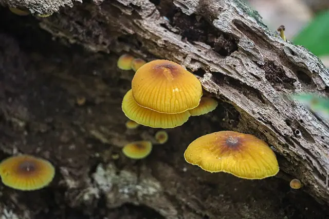 Xeromphalina tenuipes (Xeromphalina tenuipes), photo