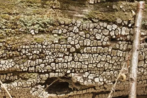 Ceramic Parchment (Xylobolus frustulatus), photo