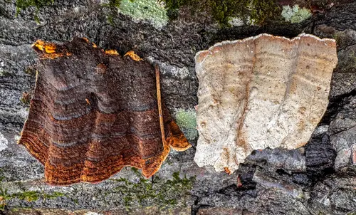 Xylobolus subpileatus (Xylobolus subpileatus), photo