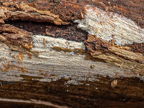 Xylodon brevisetus (Xylodon brevisetus), photo