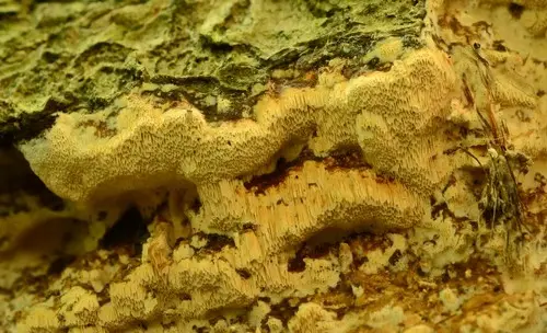 Xylodon flaviporus (Xylodon flaviporus), photo