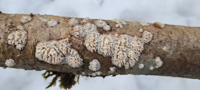 Toothed Crust (Xylodon radula), photo