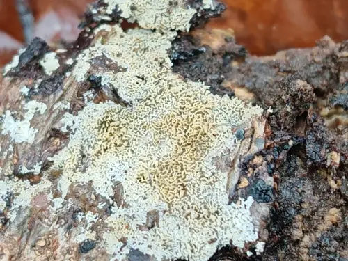 Xylodon raduloides (Xylodon raduloides), photo