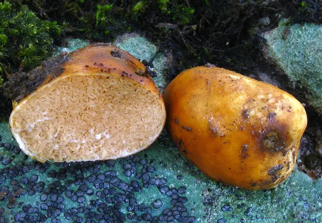 Zelleromyces cinnabarinus (Zelleromyces cinnabarinus), photo