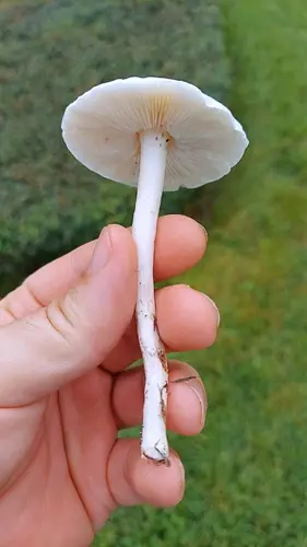 Dripping Slimecap (Zhuliangomyces illinitus), photo